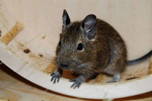 Belka legu Belka legu