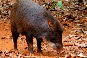 Beloborone pekari - neobična životinja