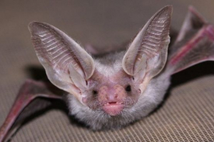 Belobrachiy rutheh Belobrachiy rutheh