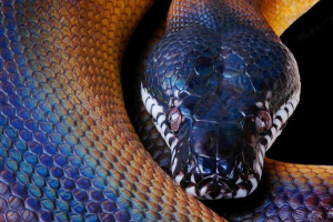 Beloguby piton. Izgled pitona Beloguby piton. Izgled pitona