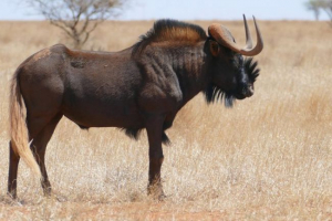 Odbojica gnu Odbojica gnu