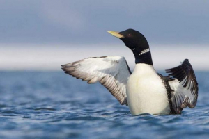 Zasljepljujući gagaru - najveći gagar Zasljepljujući gagaru - najveći gagar