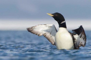 Ptice primorsky krai