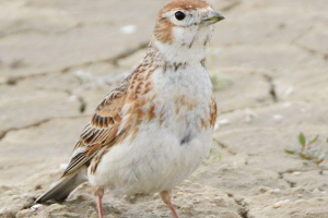 Bijeli fryonok Bijeli fryonok