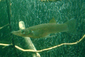 Belonezox ili sarganochka: photo fish Belonezox ili sarganochka: photo fish