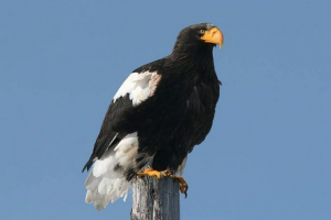 White eagle: brtvljenje oluje White eagle: brtvljenje oluje