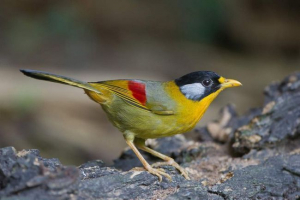 Belochij lotrix: opis, način života i status ptica u prirodi Belochij lotrix: opis, način života i status ptica u prirodi