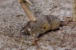 Bijela boja. Rođenje: fotografija, opis Bijela boja. Rođenje: fotografija, opis