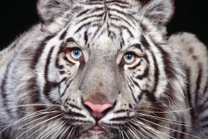 Bijeli tigrovi: priroda zagonetka Bijeli tigrovi: priroda zagonetka