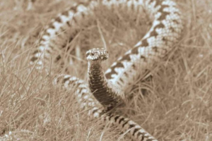 Trudna violeka iz restorana st. Petersburg stekao je slobodu Trudna violeka iz restorana st. Petersburg stekao je slobodu