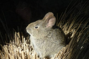 Neikirani zec, on je vulkanski Neikirani zec, on je vulkanski