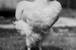 Bezvenije pijetač mike: neobična priča Bezvenije pijetač mike: neobična priča