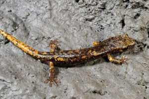 Flix salamadras - vodozemci koji žive pod zemljom