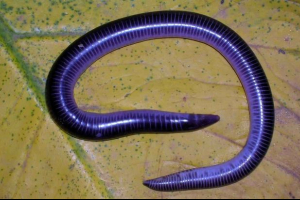 Nemilosrdni (crvi) Nemilosrdni (crvi)