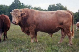 Bifoksi - bizon prešao s kravom Bifoksi - bizon prešao s kravom