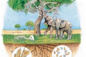 Biotički čimbenici okoliša Biotički čimbenici okoliša