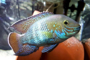 Tirkizna akara Tirkizna akara