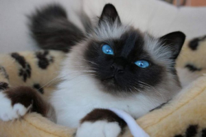 Burmanski mačka ili sveta burma Burmanski mačka ili sveta burma