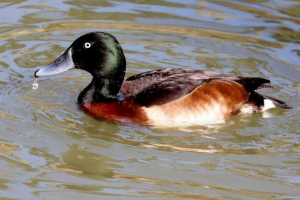 Barov dick: fotografija neobične patke gdje živi patka? Barov dick: fotografija neobične patke gdje živi patka?