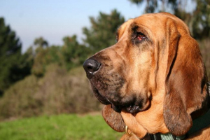 Blohehund: čudo u sklapanju Blohehund: čudo u sklapanju