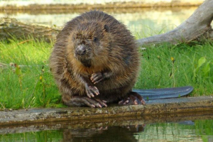 Beaver: što je on? Beaver: što je on?