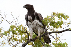 Bitka orela Bitka orela