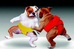 Bitka psi: nevjerojatna priča o putu ovih ubojica Bitka psi: nevjerojatna priča o putu ovih ubojica