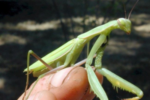 Bogomol - canibal insekata. Bogomol - canibal insekata.