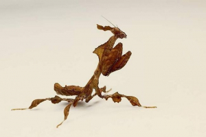 Mantis duh - značajke staništa u prirodi iu zatočeništvu Mantis duh - značajke staništa u prirodi iu zatočeništvu