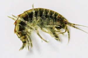 Bokopla (hack) Bokopla (hack)