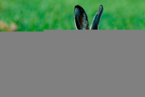 Bolesti kunića - zaraznih i neuspješnih