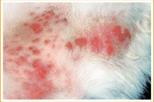 Bodici i rane u mački na koži Bodici i rane u mački na koži