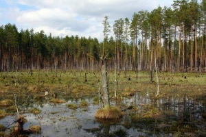 Močvare rusije Močvare rusije
