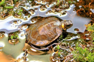 Malenberg marsh turtle: sve informacije, opis Malenberg marsh turtle: sve informacije, opis