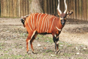 Bongo - najveći šumski antiljo