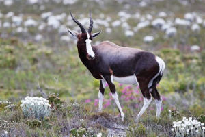 Bontstbok - besprijekoran skakač Bontstbok - besprijekoran skakač