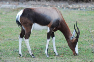 Bontsbok: zanimljive stranice iz života antelope Bontsbok: zanimljive stranice iz života antelope