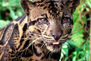 Burnesky ili kalimvanski dimni leopard Burnesky ili kalimvanski dimni leopard