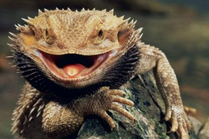 Bradati agama. Lifestyle australian gušter Bradati agama. Lifestyle australian gušter