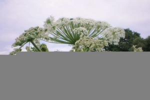 Borschevik Borschevik