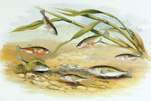 Odnosi ribe Odnosi ribe