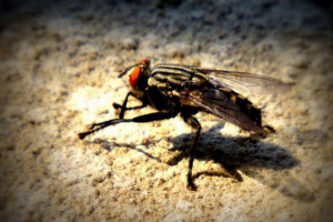 Break ples izveden muhe Break ples izveden muhe