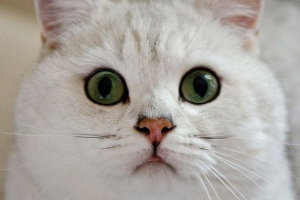 Britanska kratkodlaka. Popularna pasmina