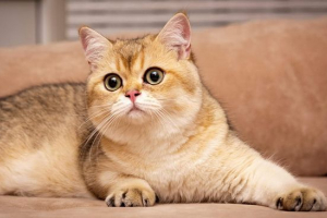 Britanska zlatna činčila Britanska zlatna činčila