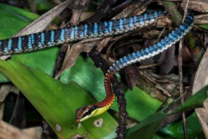 Brončana coptein - najljepša zmija