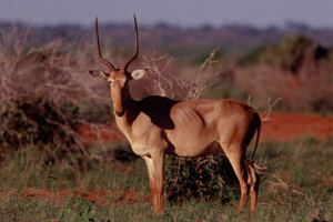 Bubal hunter - antimope iz crvene knjige Bubal hunter - antimope iz crvene knjige