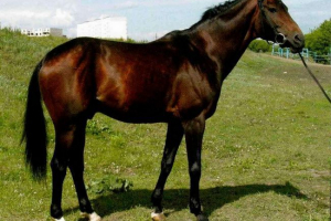 Budenovsky konji - uzgoj iz regije rostov