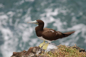 Buray olusha: bird s pasami Buray olusha: bird s pasami