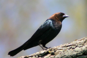 Radnik burshine krava - parazit gnijezda Radnik burshine krava - parazit gnijezda