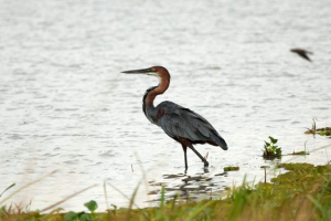 Heron-div (divovska herona) Heron-div (divovska herona)